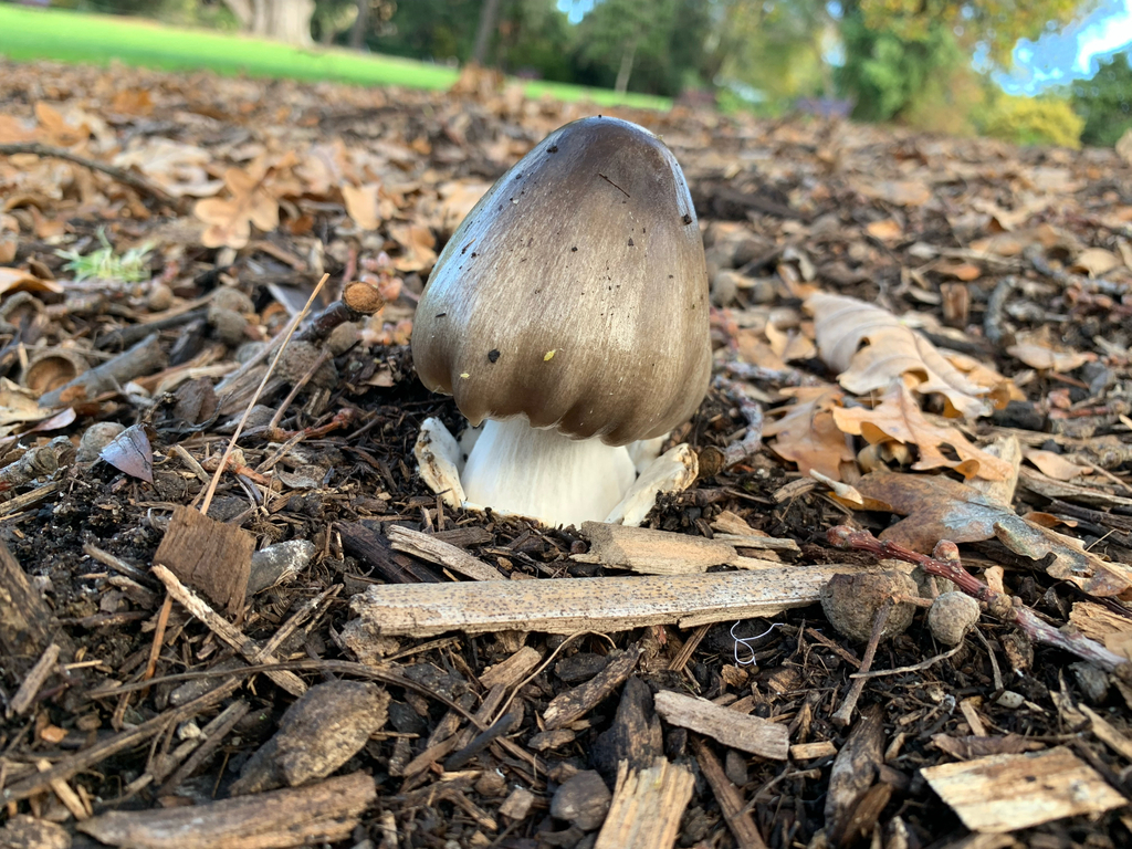 Volvopluteus gloiocephalus · June 2025 · photo: © celadonfern (iNaturalist, cc-by)