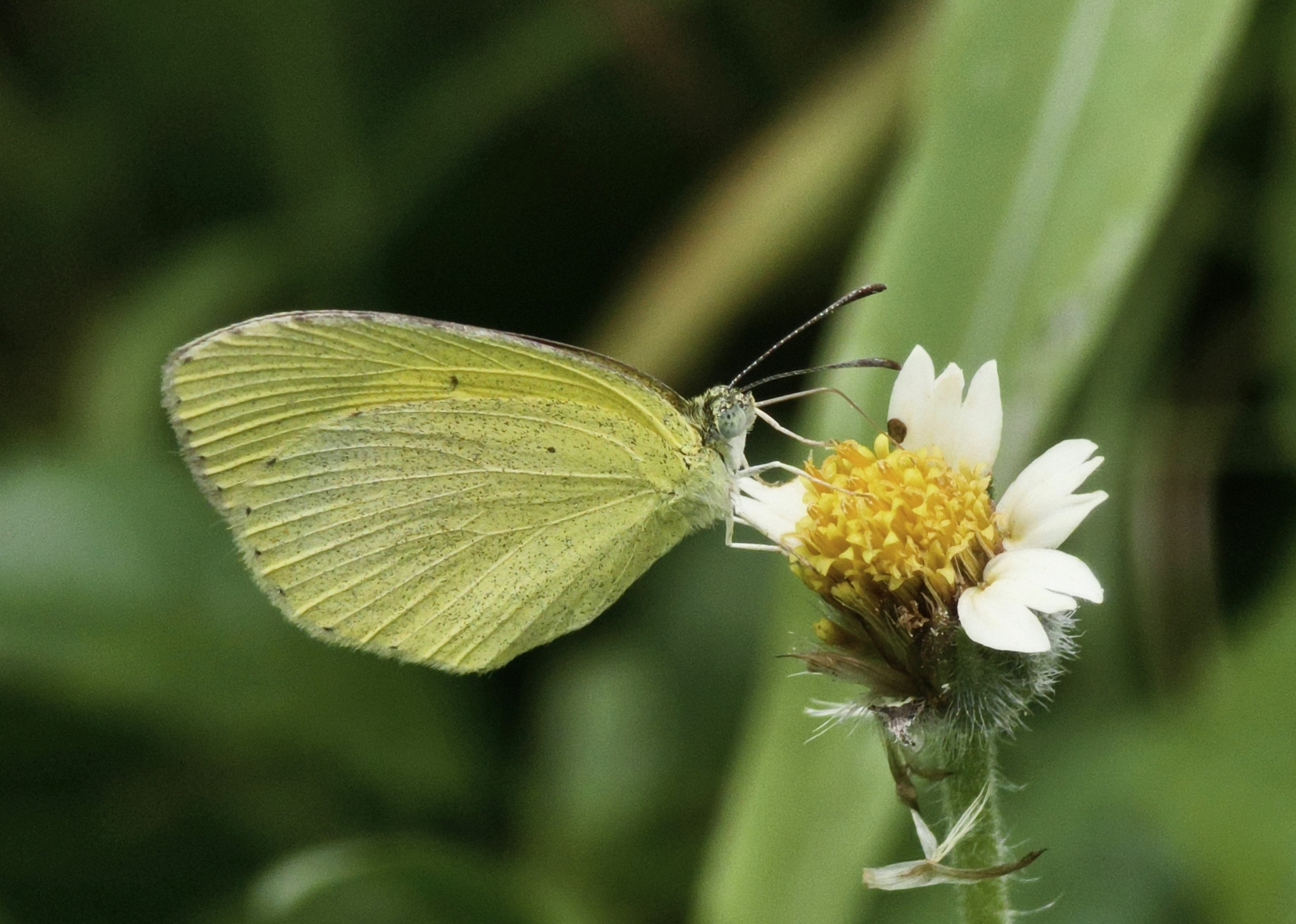 Spotless Grass Yellow