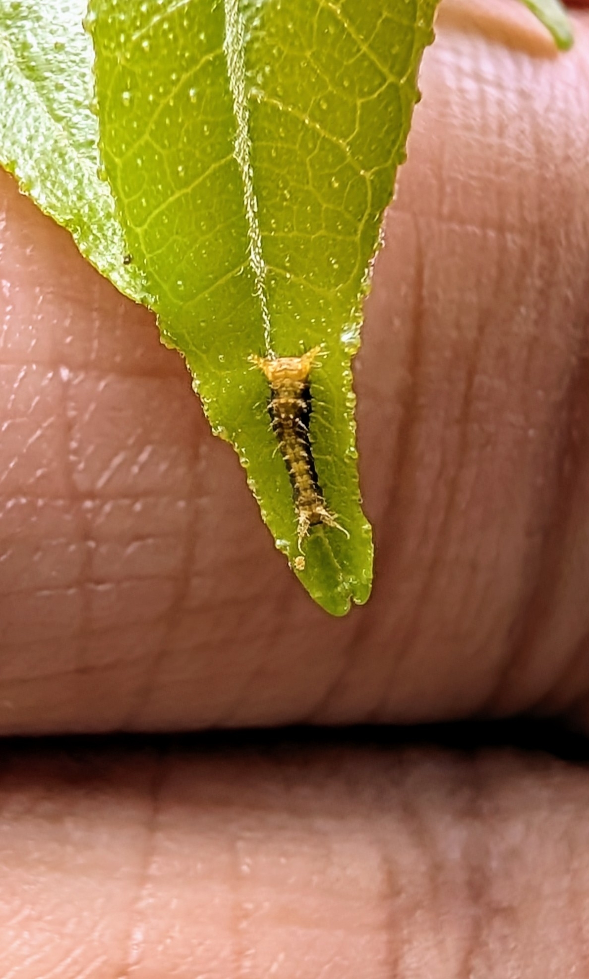 Common Mormon