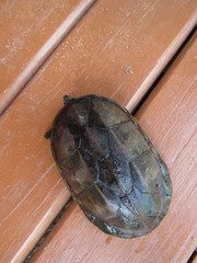 Kinosternon scorpioides scorpioides