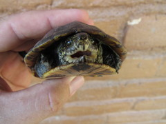 Kinosternon scorpioides scorpioides