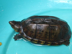 Kinosternon scorpioides scorpioides