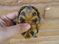 Kinosternon scorpioides scorpioides