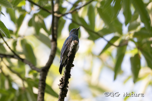 Zappey's Flycatcher (Cyanoptila cumatilis), photo 8