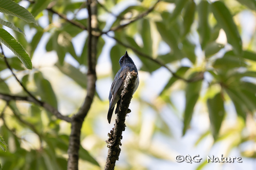 Zappey's Flycatcher (Cyanoptila cumatilis), photo 3