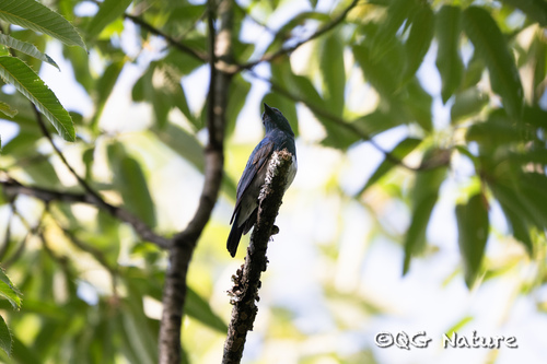 Zappey's Flycatcher (Cyanoptila cumatilis), photo 9
