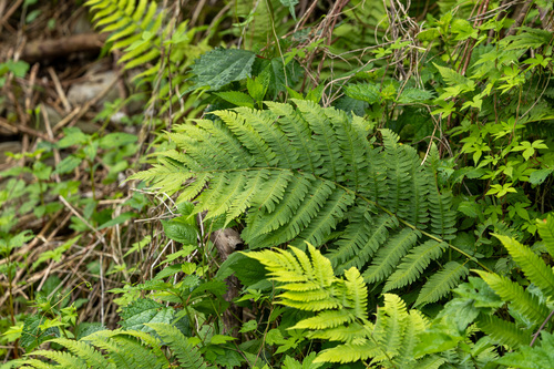 Dryopteris monticola iNat (2)