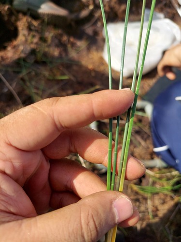 Eleocharis ochrostachys iNat (2)