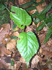 Carpinus betulus