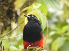 Red-Bellied Grackle photo 1