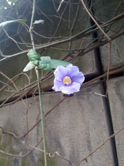 Thunbergia grandiflora
