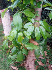 Heptapleurum actinophyllum