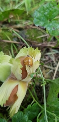 Harmonia axyridis