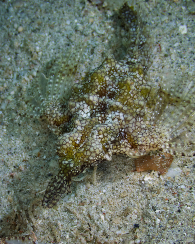 Short dragonfish