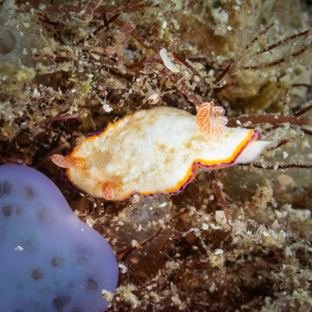 Goniobranchus preciosus