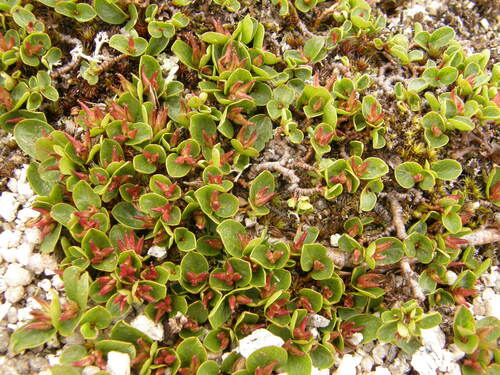 Salix nummularia iNat (1)