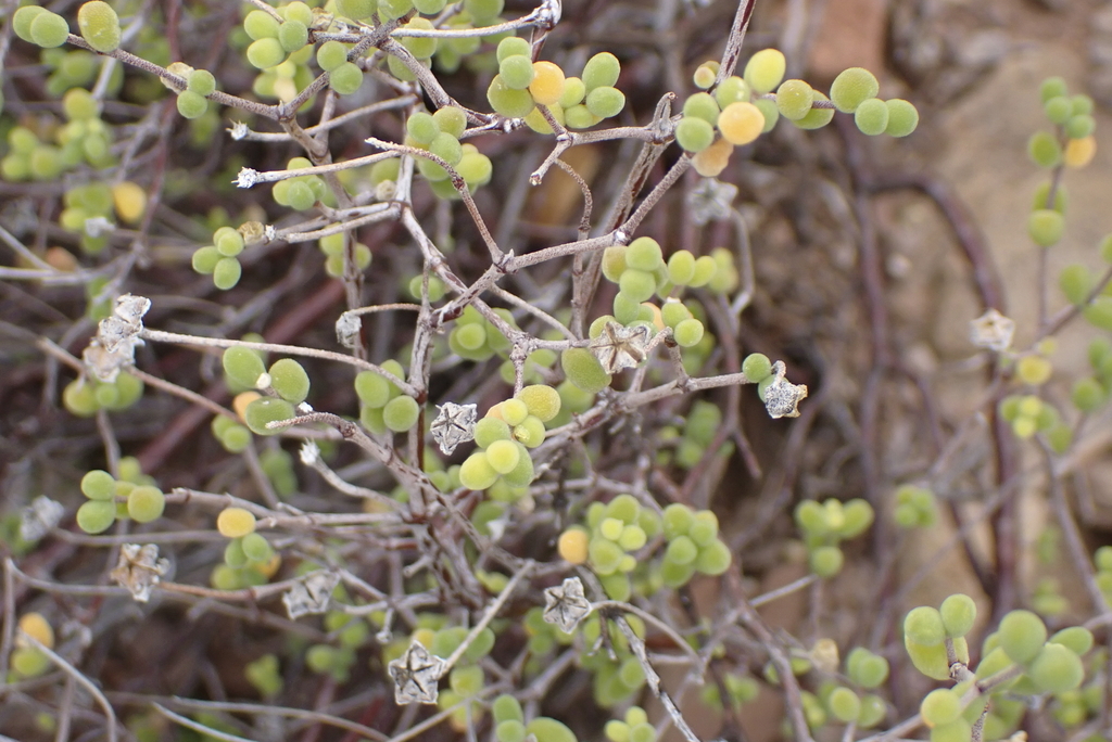 Drosanthemum globosum