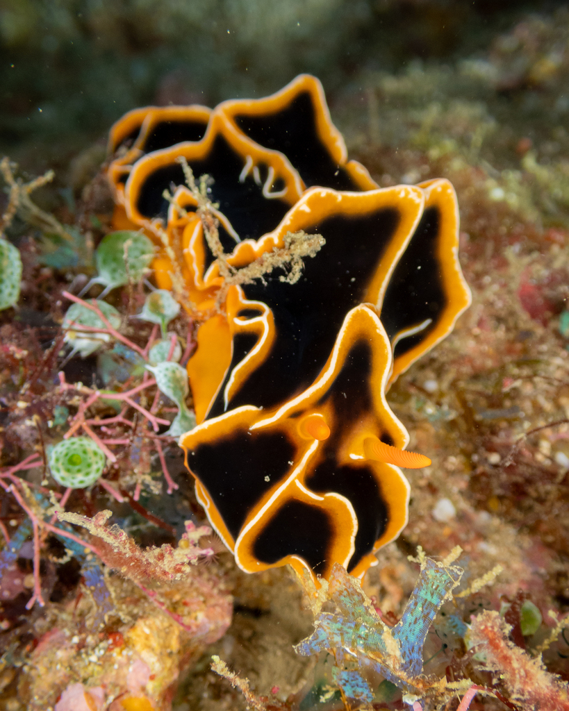 Chocolate Mango Nudibranch