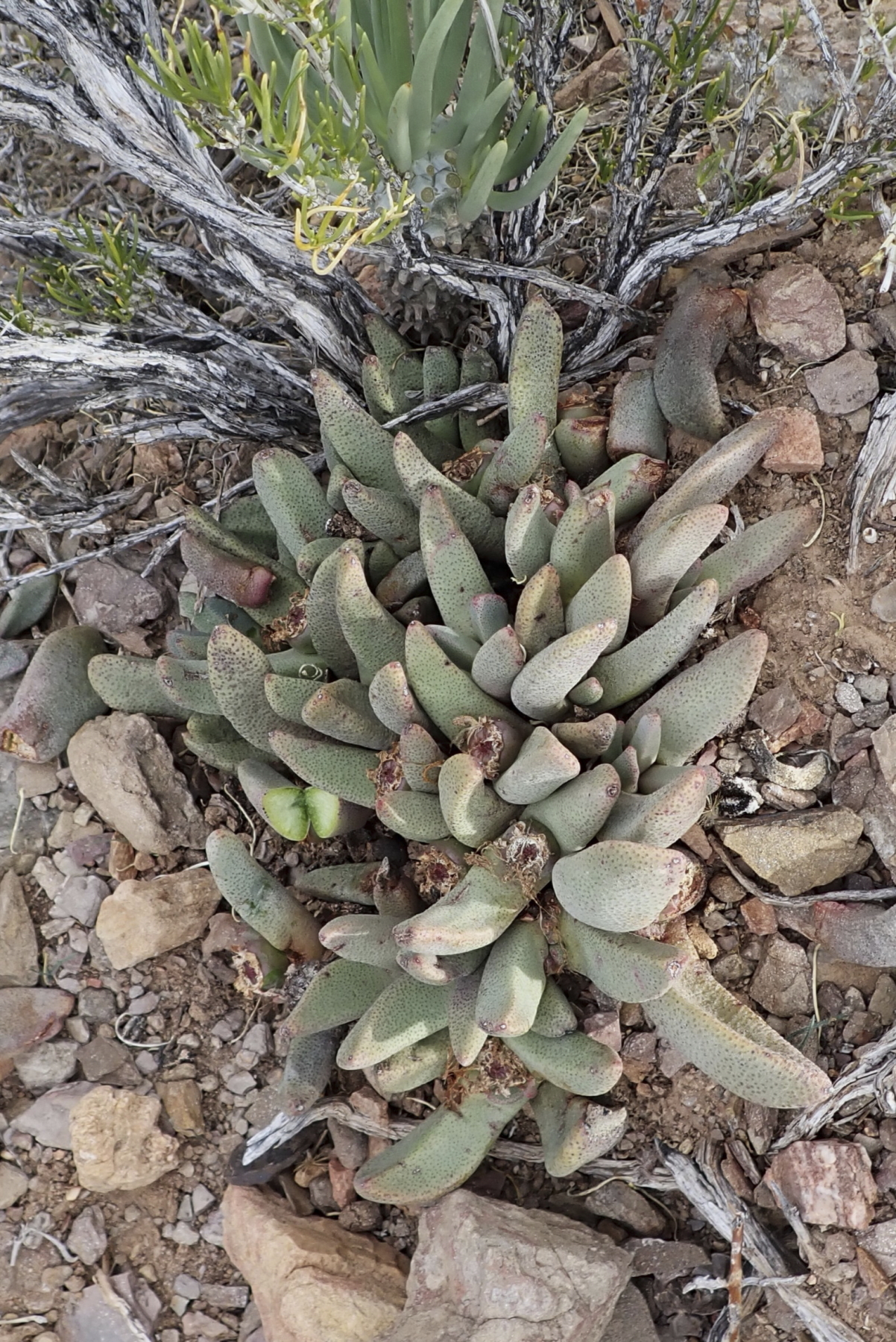Ostrichfoot Quaggafig (Pleiospilos compactus)
