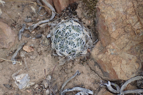 Haworthia decipiens