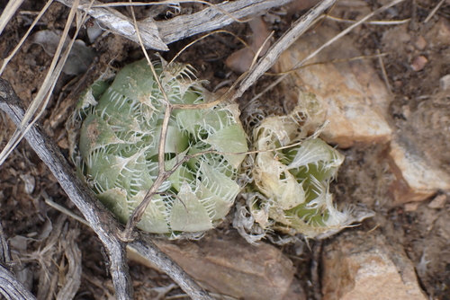 Haworthia decipiens