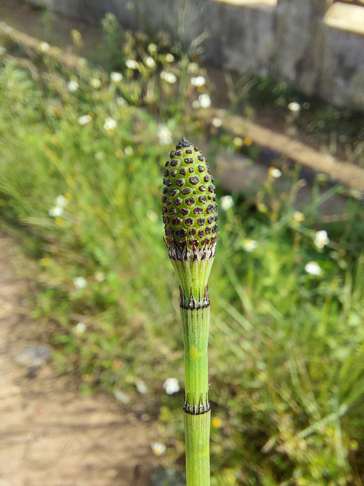 Equisetum ramosissimum — ảnh 2