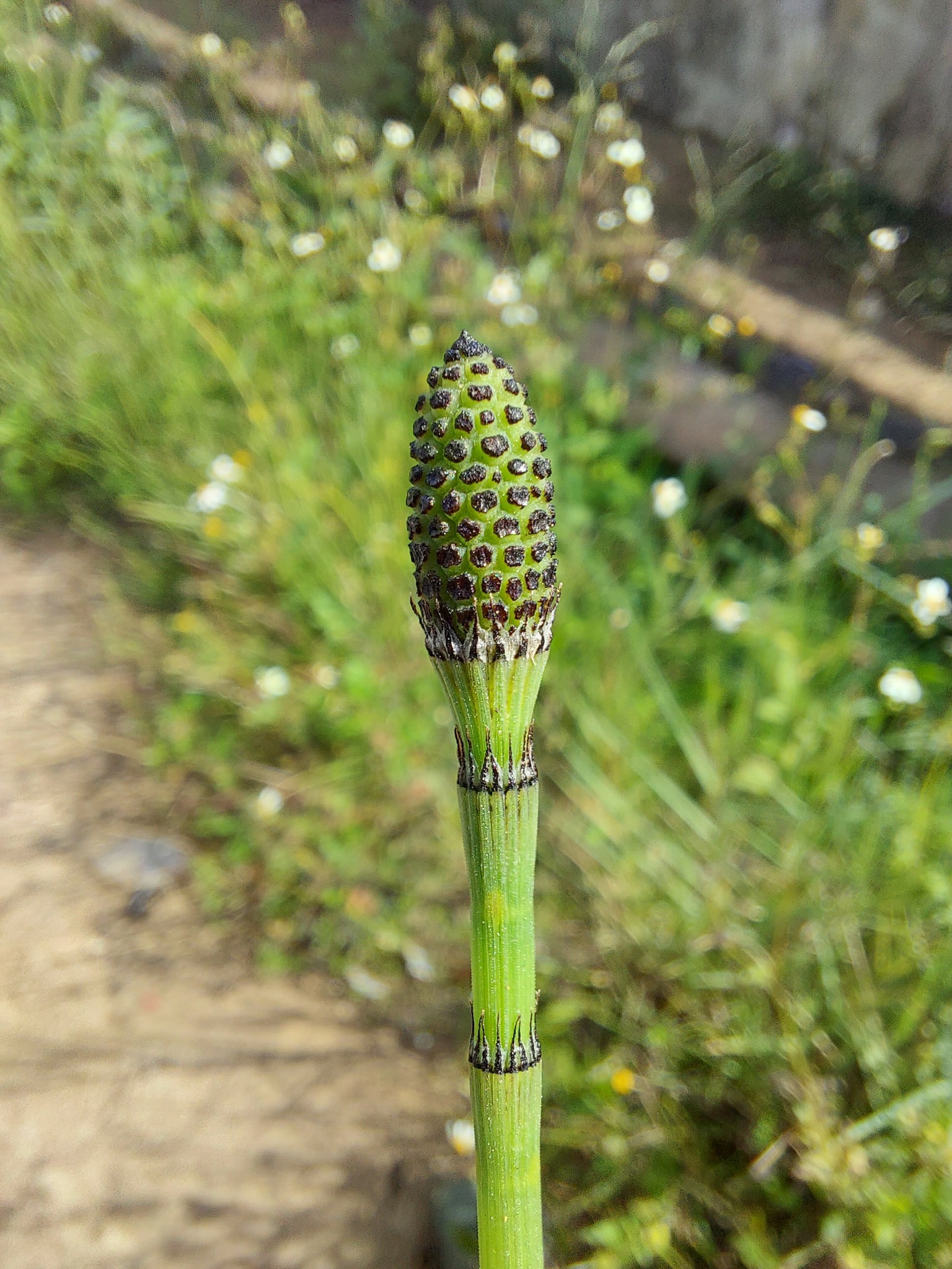 Equisetum ramosissimum — ảnh 3