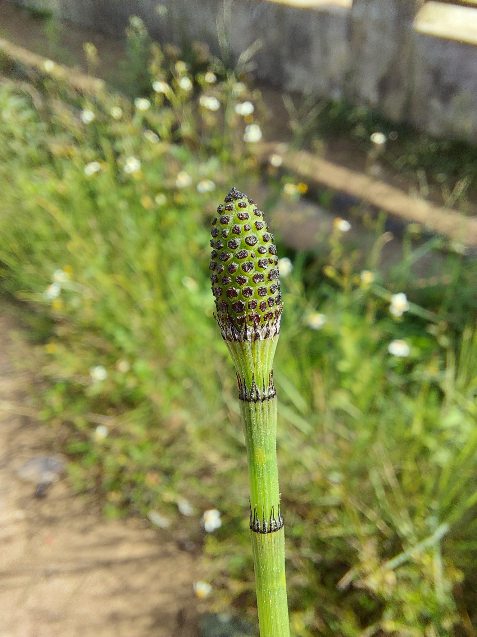 Equisetum ramosissimum (Equisetum ramosissimum)