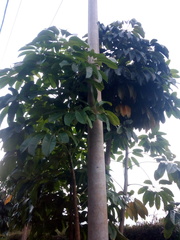 Heptapleurum actinophyllum