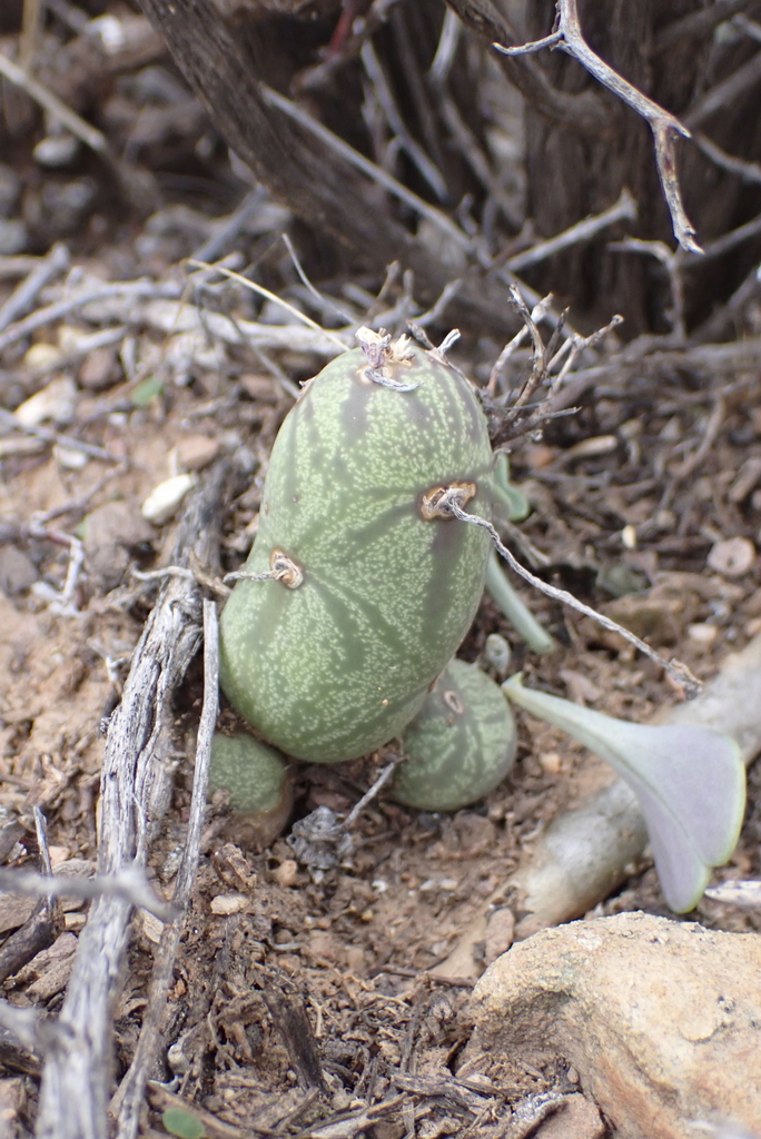 Senecio articulatus f. variegatus 2