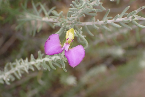 Donkey Falsepea (Polygala teretifolia)
