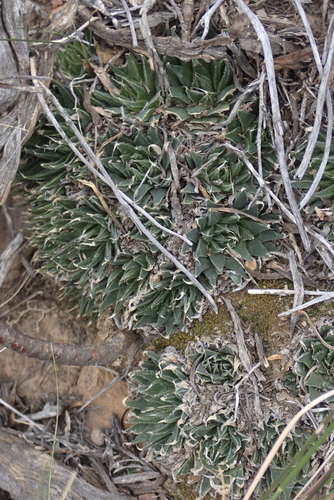 Haworthia marumiana