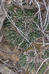 Haworthia marumiana