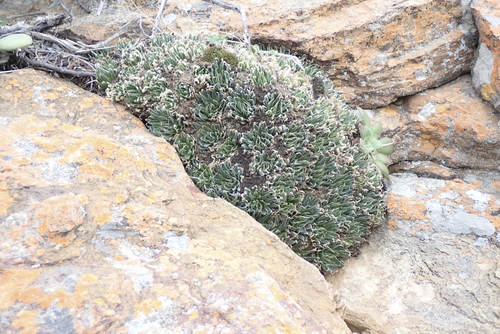 Haworthia marumiana (Haworthia marumiana)