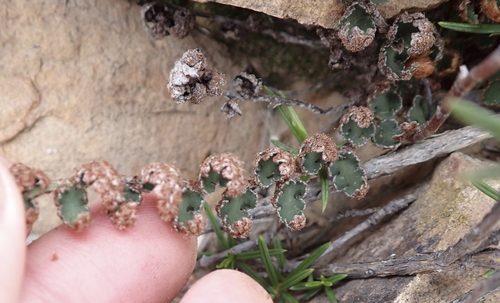 Asplenium cordatum (Asplenium cordatum)