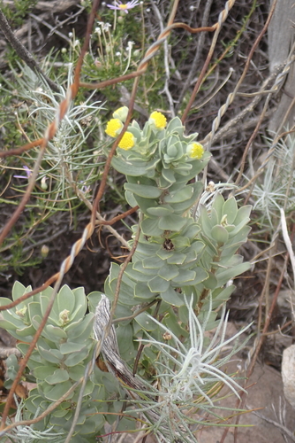 Fat True-Eye (Euryops lateriflorus)