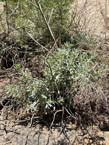 Hylotelephium tatarinowii, photograph 4