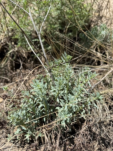Hylotelephium tatarinowii, photograph 5