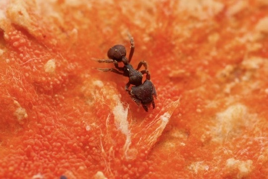 Eurhopalothrix omnivaga