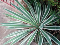 Agave vivipara