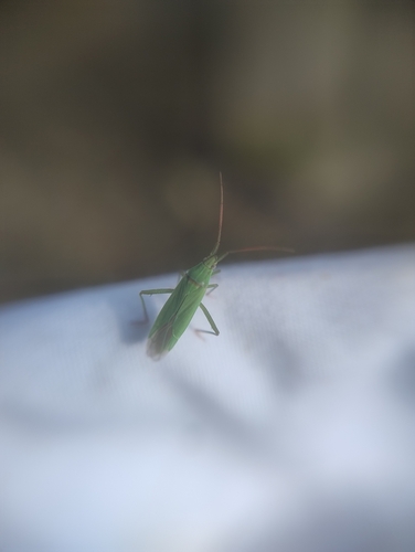 Two-spined Grass Bug, 6525 GJ Nijmegen, Netherlands, photo 5 of 10
