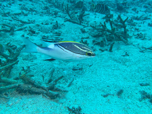 Bridled Monocle Bream — seen at this dive site