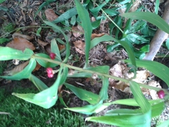 Polygonatum verticillatum