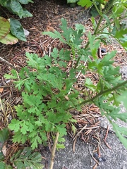 Tanacetum parthenium