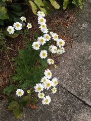 Tanacetum parthenium