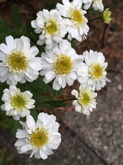 Tanacetum parthenium