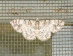 Myrioblephara simplaria