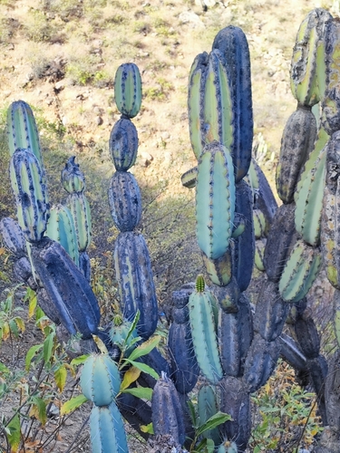 Armatocereus laetus, photograph 2