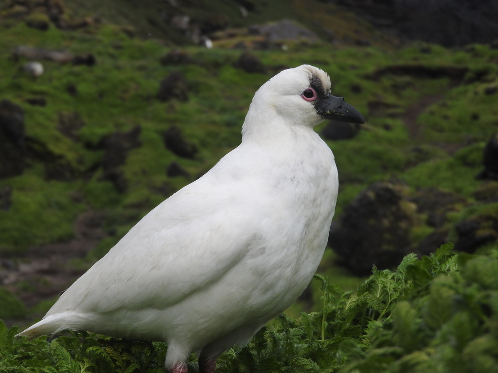 Black-Faced Sheathbill