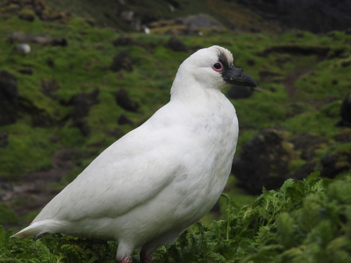 Black-faced Sheathbill